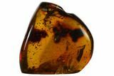 Polished Chiapas Amber ( g) - Mexico #114976-1